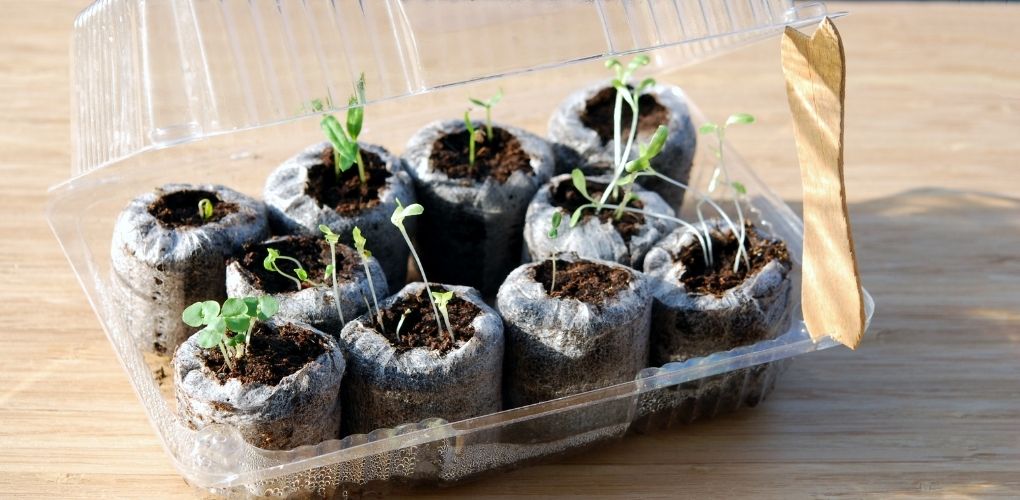 6 jeunes pousses dans une mini serre au soleil