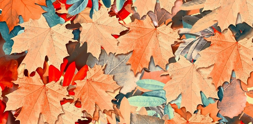 Tapis de feuilles mortes d'automne