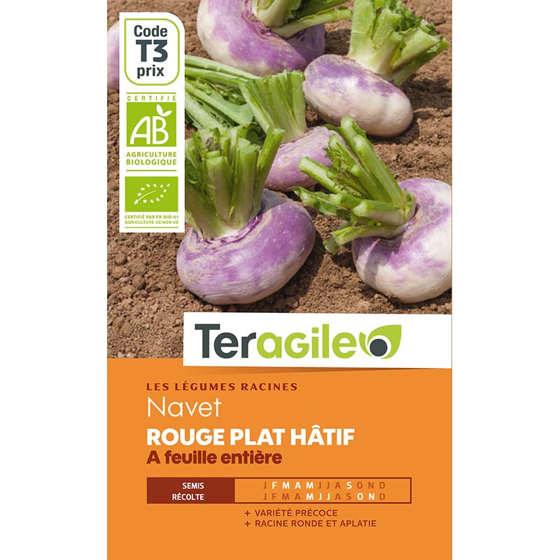 Graines de Navet Rouge Plat Hatif - Teragile