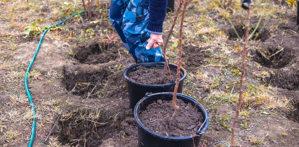 Plantation de deux plantes en automne