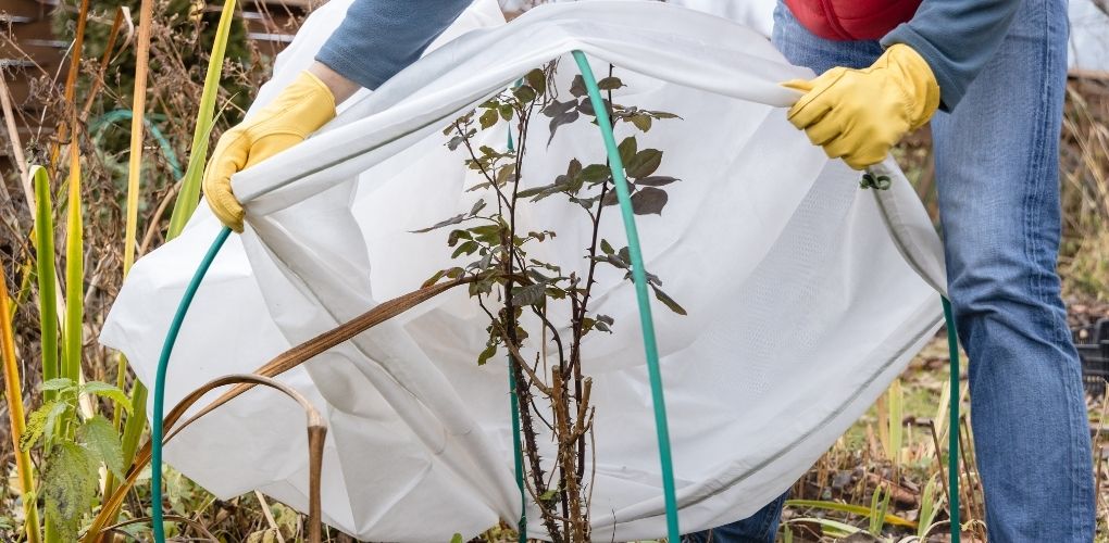 Personne positionnant un voile d'hivernage permettant de protéger des plantes.