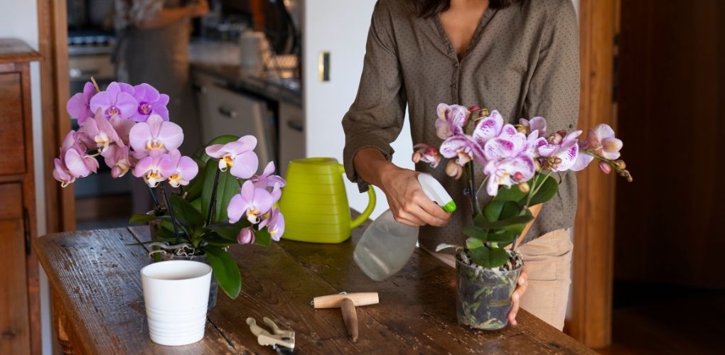 Une femme qui brumise une orchidée