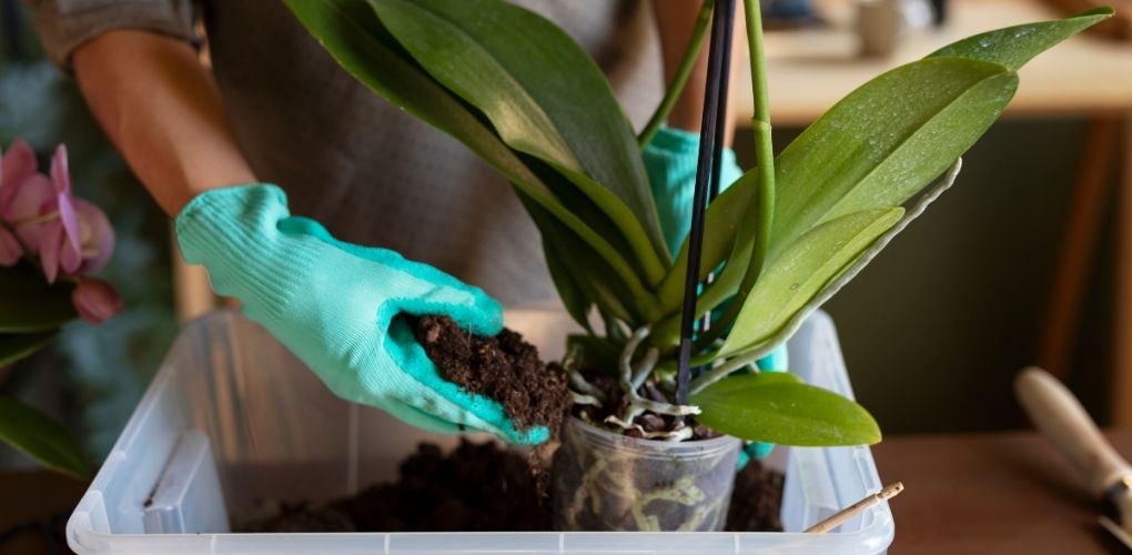 Main qui rempote une orchidée