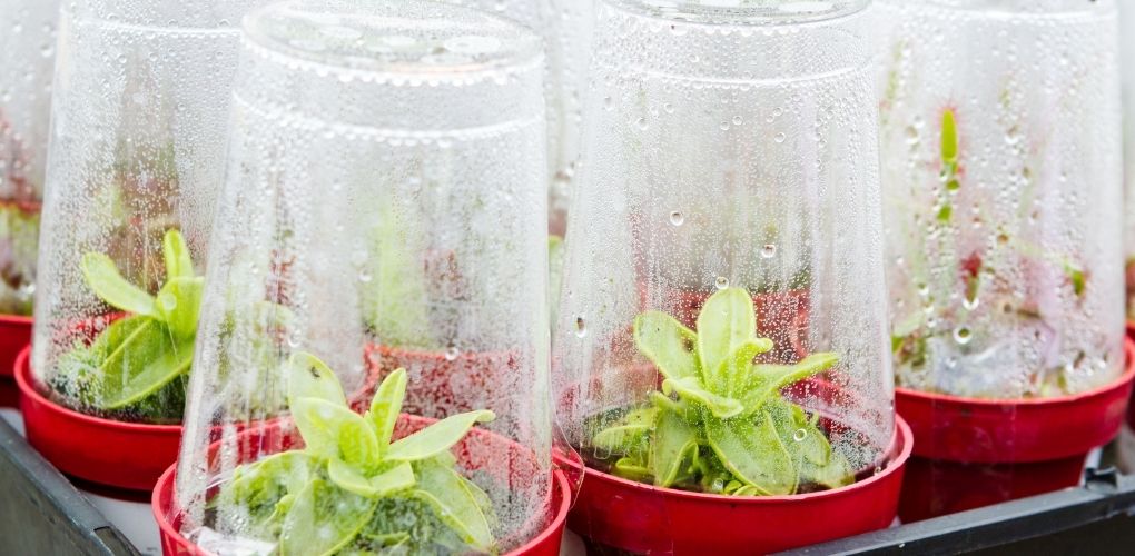 3 mini-serre avec plantes à l'intérieur et présence d'humidité