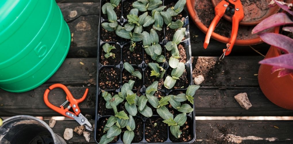 Mini-serre avec développement de plantes