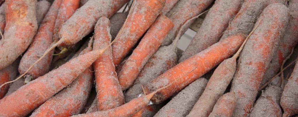 Conservation de carottes dans le sable