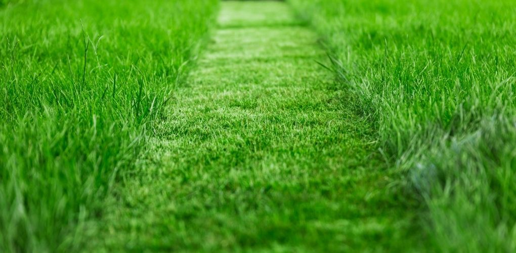 largeur de coupe pelouse