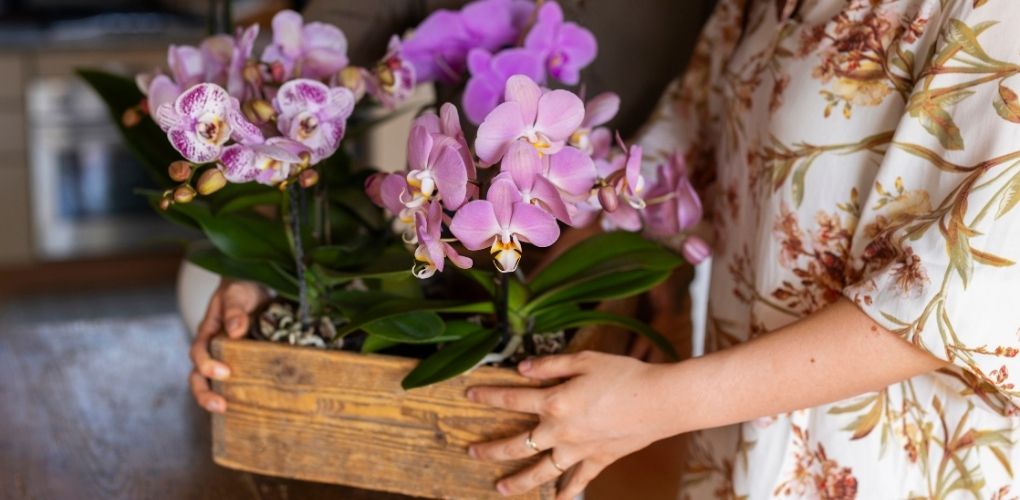 orchidées dans un panier en bois